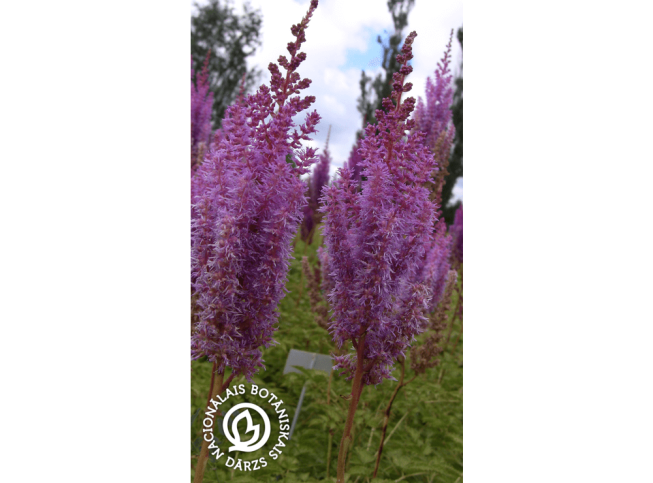 Astilbe chinensis var. taquetii   'Superba'